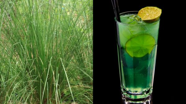 गर्मी में खस का शरबत पीने के फायदे