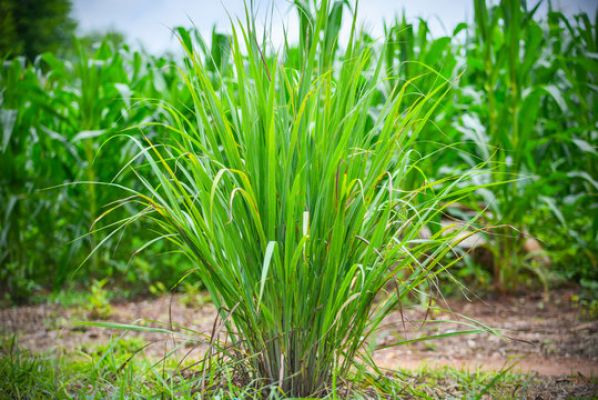 बारिश के मौसम में मच्छरों से रक्षा के लिए ये पौधे करेंगे आपकी मदद 