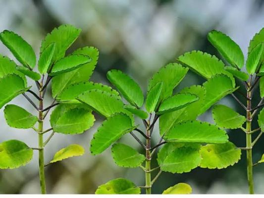 डायबिटीज में फायदेमंद है पत्थरचट्टा