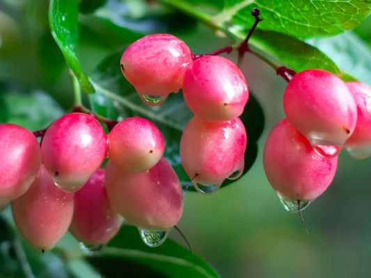 अनगिनत फायदे से भरपूर करौंदा को कैसे खाएं ?  