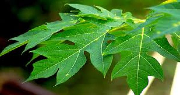 सेहत के लिए लाभाकरी पपीते की पत्तियों का ऐसे करें इस्तेमाल 