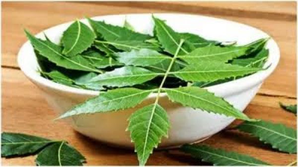 सेहत के लिए वरदान है नीम के पत्ते
