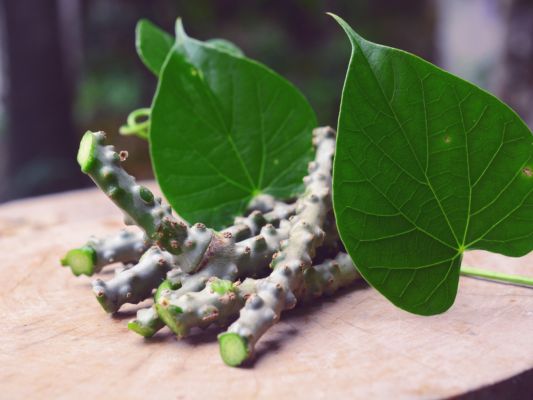 यूरिक एसिड से पीड़ित मरीज इस तरह करें गिलोय का इस्तेमाल