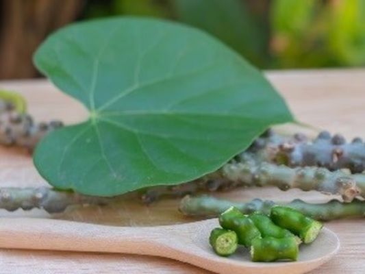 यूरिक एसिड से पीड़ित मरीज इस तरह करें गिलोय का इस्तेमाल