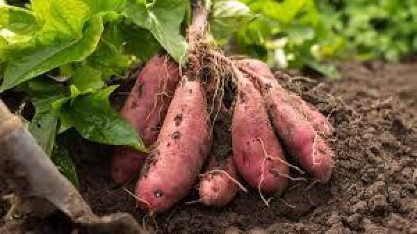 सर्दियों में शकरकंद का सेवन क्यों है फायदेमंद और किन लोगों को इसे जरूर खाना चाहिए?