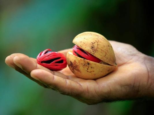 आयुर्वेद के अनुसार जायफल का पानी &ndash; सेहत के लिए अमृत