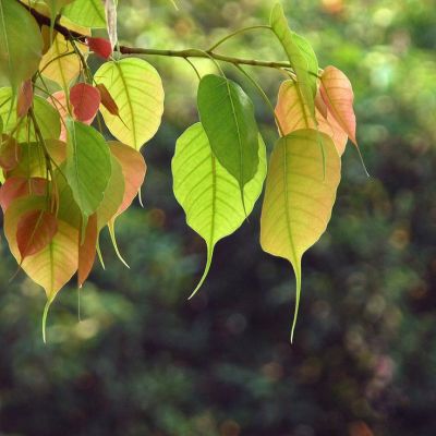 पीपल के पत्तों के चमत्कारी लाभ &ndash; आयुर्वेदिक दृष्टि से अनमोल