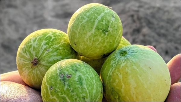 डायबिटीज की आयुर्वेदिक दवा में काम आता है ये फल