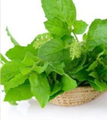  तुलसी के पत्तों के अनगिनत फायदे: इम्यूनिटी बूस्ट करने से लेकर ब्लड शुगर कंट्रोल तक