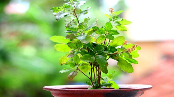 तुलसी के पत्ते: सेहत के लिए वरदान, जानिए कैसे करें सेवन और पाएं बेहतरीन फायदे