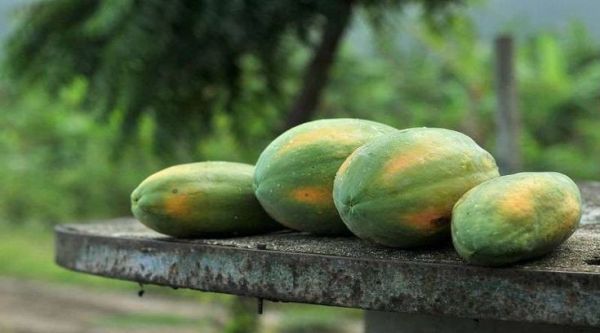 डायबिटीज कंट्रोल और सेहतमंद जीवन के लिए कच्चा पपीता: एक सुपरफूड