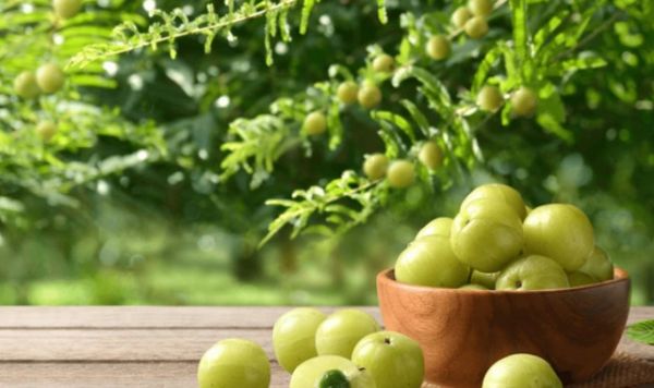 जानें औषधीय गुणों से भरपूर आंवला की कैसी होती है तासीर ?