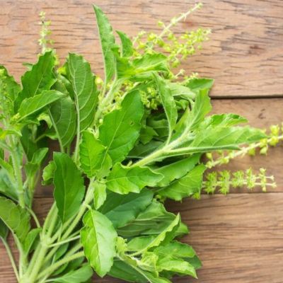 तुलसी के पत्ते: सेहत का खजाना