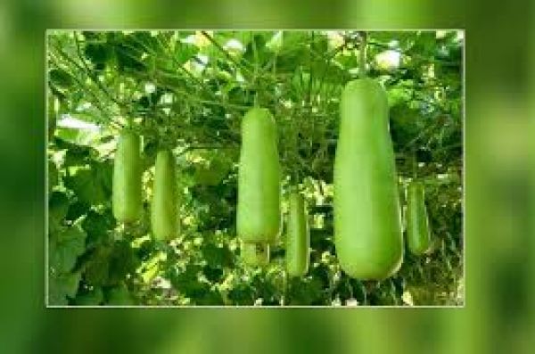 बढ़ते यूरिक एसिड से हैं परेशान? लौकी का ये घरेलू नुस्खा कर सकता है मदद