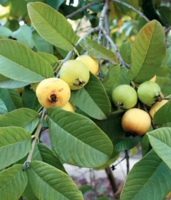 अमरूद के पत्तों में छिपा है सेहत का खजाना