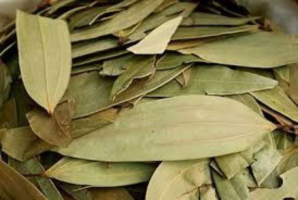 सेहत के लिए काफी फायदेमंद है तेज पत्ता