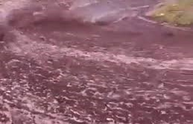 जब पुर्तगाल की सड़कों पर बहने लगी शराब की नदी, घरों में भर गई रेड वाइन