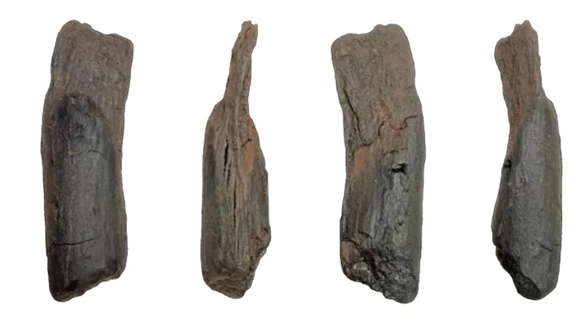 ग्रीस में 430,000 वर्ष पुराने लकड़ी के औजार मिले