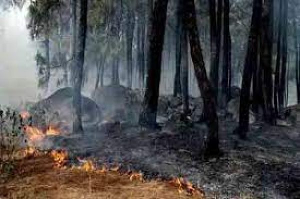 कनाडा की सीमा पर जंगल में लगी आग के कारण अमरीका में लाखों लोग खतरनाक धुंए में सांस ले रहे