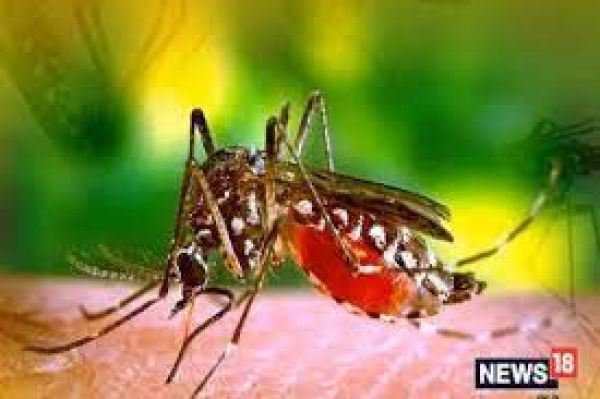 बांग्लादेश: 24 घंटे में डेंगू से 12 मरीजों की मौत, इस वर्ष सर्वाधिक 352 लोग अबतक जान गंवा चुके हैं