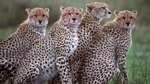 8 cheetahs to be brought by air to MP's Kuno National Park on Sep 17