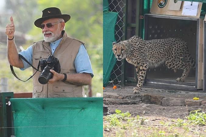 Cheetahs at KNP: Villagers fear land acquisition, human-animal conflict