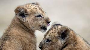 Lion cub dies after being hit by passenger train in Gujarat