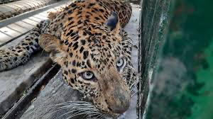 Leopard captured in Mumbai's Aarey Colony; 2nd feline to be caught in 5 days