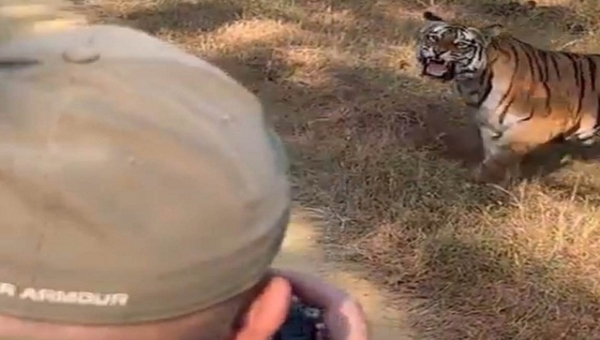 रवीना टंडन के बाघ को परेशान करने के मामले में एनटीसीए और सीजेडए ने मांगी रिपोर्ट