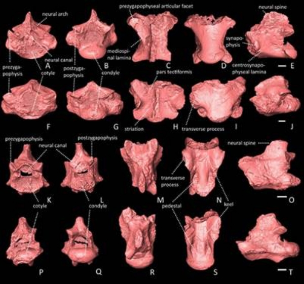 हिमाचल प्रदेश में मिले 91 लाख वर्ष पुराने छिपकलियों और सांपों के जीवाश्म
