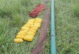 भारत-पाक सीमा पर बीएसएफ व तस्करों की मुठभेड़, 25 किलो हेरोइन बरामद