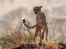 चार दिन से कूनो नेशनल पार्क से बाहर घूम रहा चीता ओवान, चिंकारा का किया शिकार