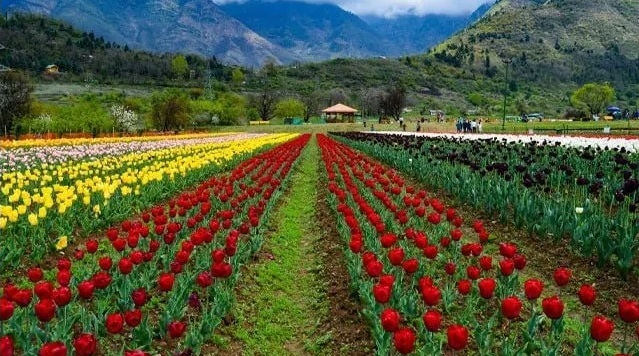 एशिया का सबसे बड़ा श्रीनगर का ट्यूलिप गार्डन जनता के लिए खुला