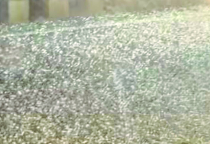 बारिश और ओलावृष्टि ने मचाई तबाही, गेहूं व सरसों की फसल को नुकसान