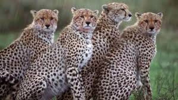 8 cheetahs to be brought by air to MP's Kuno National Park on Sep 17