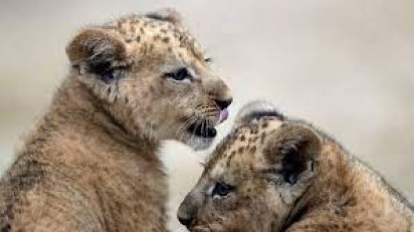 Lion cub dies after being hit by passenger train in Gujarat