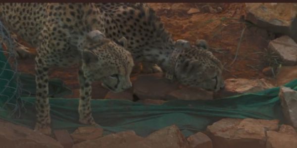 प्रधानमंत्री कुनो नेशनल पार्क में दो चीतों को बड़े बाड़े में शिफ्ट करने पर प्रसन्न