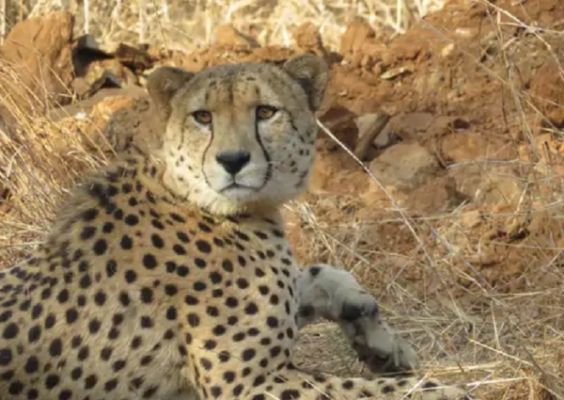 मप्रः कूनो में दो और चीतों को स्वास्थ्य परीक्षण के बाद सॉफ्ट रिलीज बोमा में छोड़ा गया