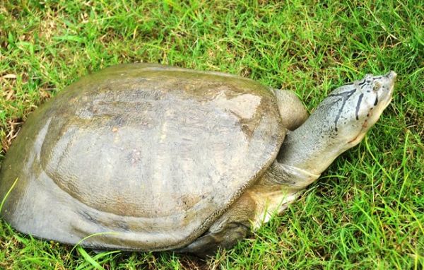 दुर्लभ प्रजाति के चार नग कछुओं के साथ आरोपी अर्पित झालानी गिरफ्तार