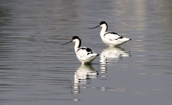 सुखद : धौलपुर की चंबल नदी तथा ताल-तलैयों में दिखीं 200 से आधिक पक्षी की प्रजातियाँ