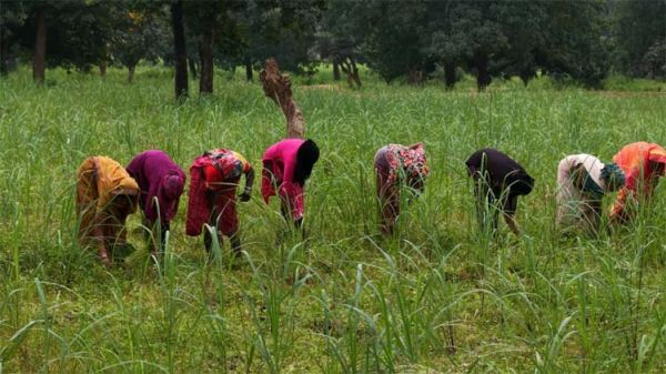 छत्तीसगढ़ : लेमनग्रास की खेती से बदल रही छोटे किसानों की किस्मत