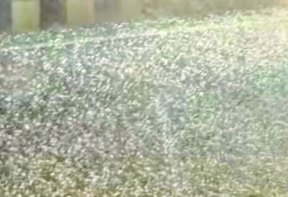 बारिश और ओलावृष्टि ने मचाई तबाही, गेहूं व सरसों की फसल को नुकसान