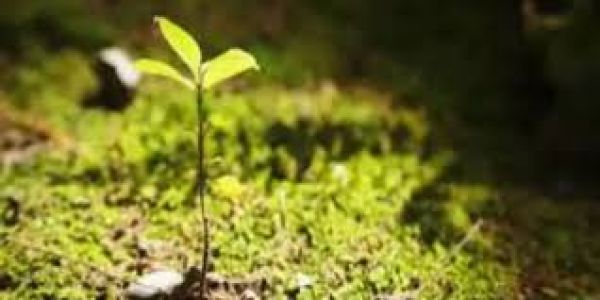 मुंबई के पर्यावरण के लिए बीएमसी को मिले 17 लाख रुपये