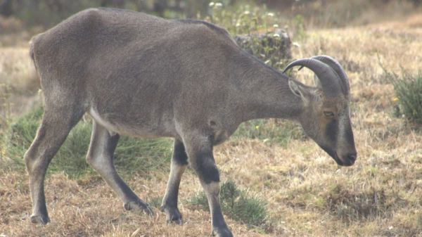 तमिलनाडु में बढ़ी नीलगिरि तहर की संख्या, एक साल में 4.68 प्रतिशत की वृद्धि, कुल आबादी 1,364 पहुंची