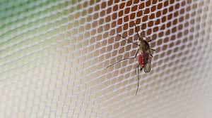 The Mosquito Net