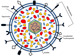 Herpesvirus infection may increase the risk of developing diabetes