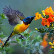 एज़्टेक हमिंगबर्ड्स, भारतीय शकरखोरा