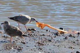 प्लास्टिकोसिस की जद में पक्षियों का जीवन