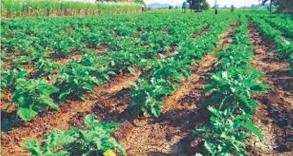 मौसम के मिजाज के हिसाब से बदलें खेती के तरीके