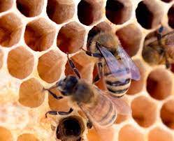 छत्ता निर्माण की साझा ज्यामिति